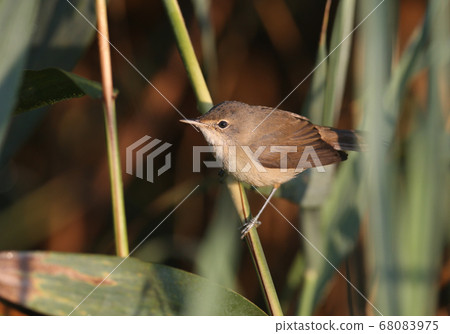 Meet the reed warbler (Acrocephalus scirpaceus) 68083975