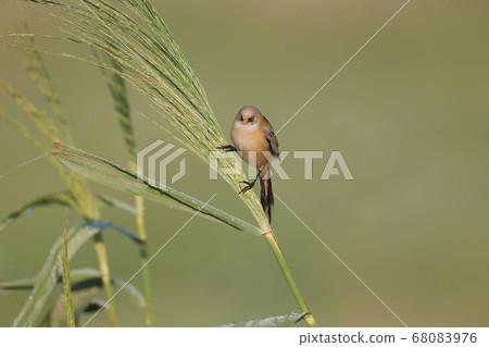 Tiny but beautiful 68083976