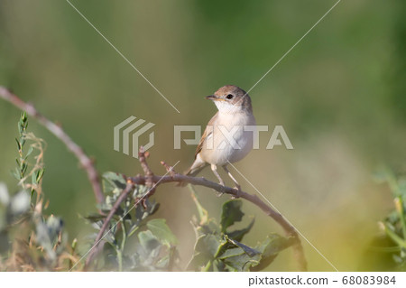 Curious common whitethroat (Curruca communis) Curious common whitethroat (Curruca communis) 68083984