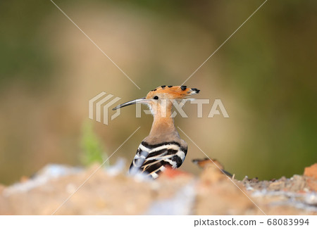 Amazing Eurasian hoopoe bird (Upupa epops) Amazing Eurasian hoopoe bird (Upupa epops) 68083994