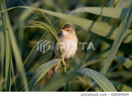 Lonely reed dweller 68084004