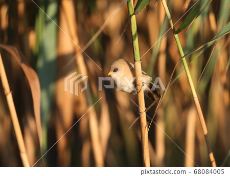 Tiny but beautiful Tiny but beautiful 68084005