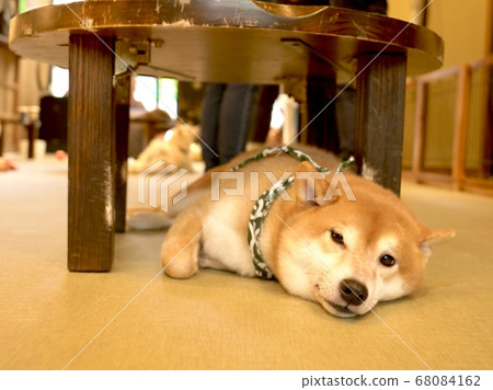 Mameshiba that seems to fall asleep in a Japanese room in the afternoon Mameshiba that seems to fall asleep in a Japanese room in the afternoon 68084162