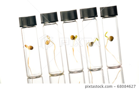 Microgreen sprouts quality control in Sanitary and 68084627