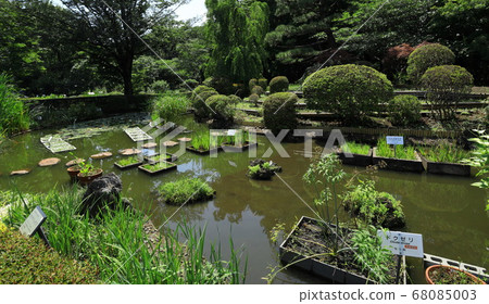Tokyo Metropolitan Botanical Garden Tokyo Metropolitan Botanical Garden 68085003