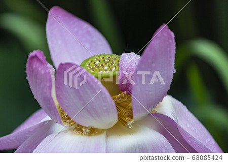 Landscape Landscape 68085424