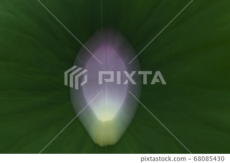 Landscape Landscape 68085430