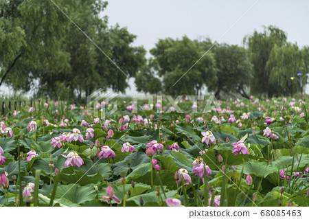 Landscape Landscape 68085463