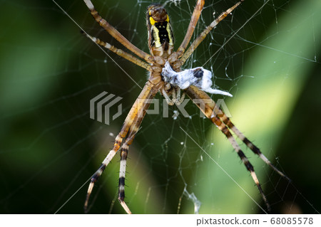 Insects of Korea Insects of Korea 68085578