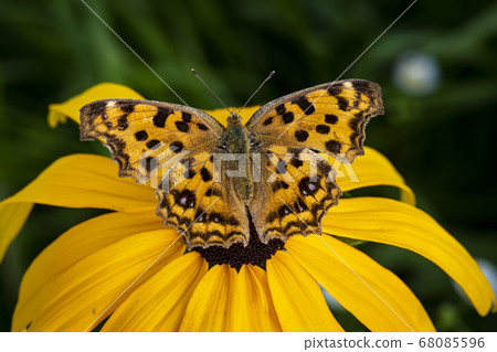 Insects of Korea Insects of Korea 68085596
