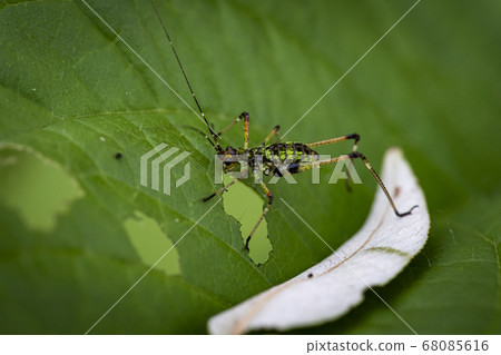 Insects of Korea Insects of Korea 68085616