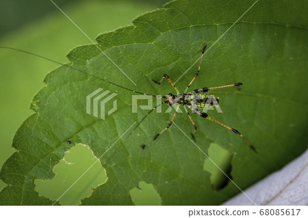 Insects of Korea Insects of Korea 68085617