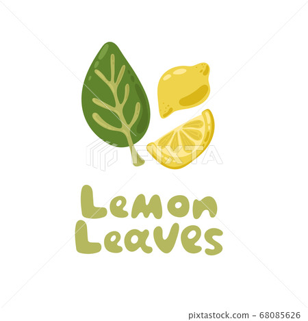 Fresh lemons with leaves, lemon slices. Vector food clipart illustration. Cute culinary herb icon. Summer exotic and tropic idea. Cartoon icon for menu design, packaging, cooking book, web design. Fresh lemons with leaves, lemon slices. Vector food clipart illustration. Cute culinary herb icon. Summer exotic and tropic idea. Cartoon icon for menu design, packaging, cooking book, web design. 68085626