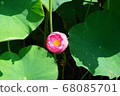 Open lotus flower 68085701