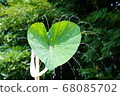 Lotus shower with heart 68085702