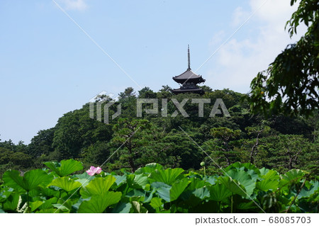Lotus bloomed Sankeien Lotus bloomed Sankeien 68085703
