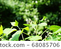 Swallowtail butterfly  68085706