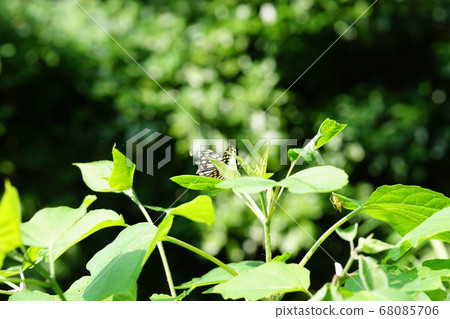 Swallowtail butterfly Swallowtail butterfly 68085706