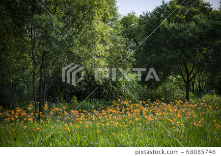 韓國野花 韓國野花 68085746