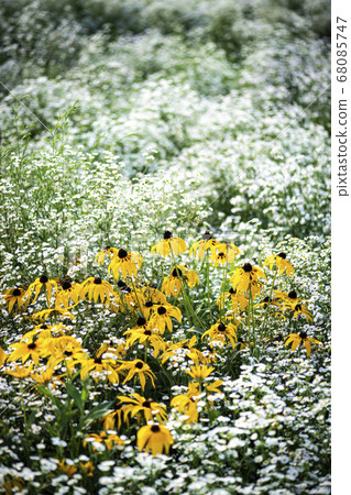 Korean wildflowers Korean wildflowers 68085747
