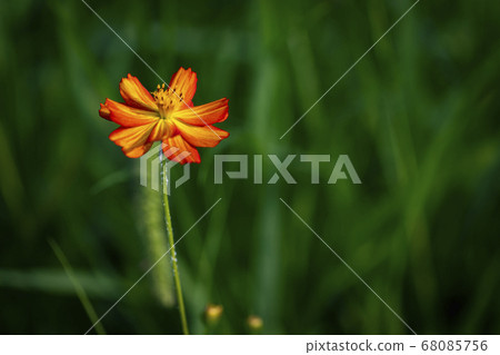 Korean wildflowers 68085756