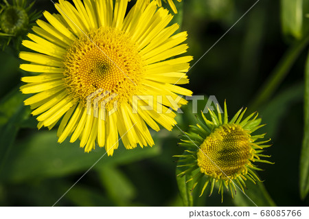 Korean wildflowers Korean wildflowers 68085766