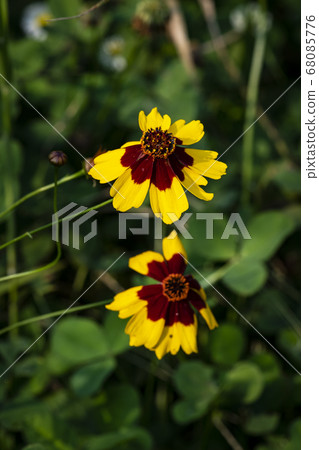 Korean wildflowers 68085776