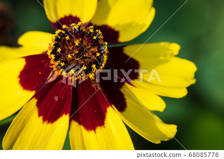 Korean wildflowers Korean wildflowers 68085778