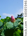 Lotus buds 68085946