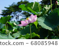 Blooming lotus 68085948