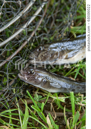 Freshwater bullhead fish or round goby fish just 68086022