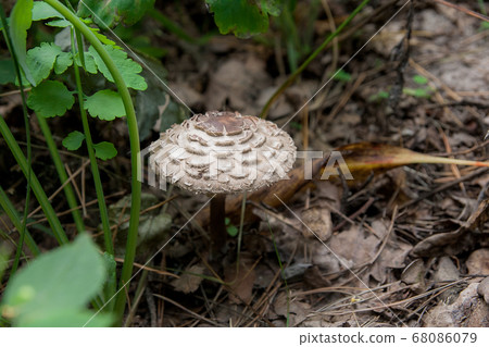 Macrolepiota procera or Lepiota procera in the 68086079