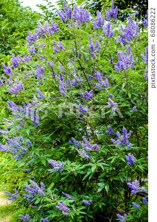 Fresh green and western ginseng (vertical) 68086222