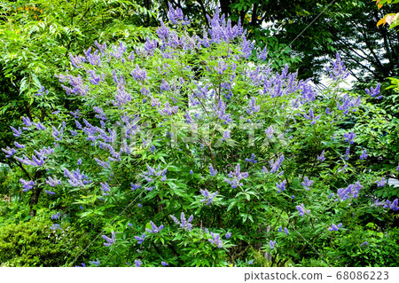 新鮮的綠色和西洋參 68086223