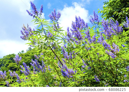 夏日的天空和西洋參 68086225
