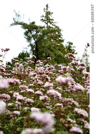 Fuji Bakama 68086397