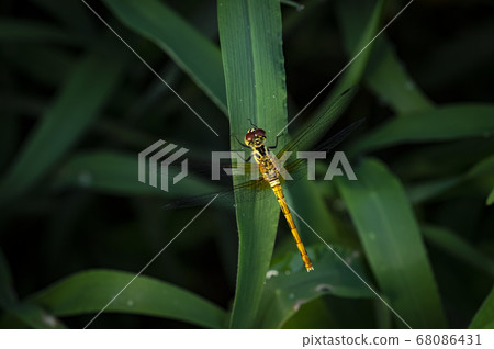 Insects of Korea Insects of Korea 68086431