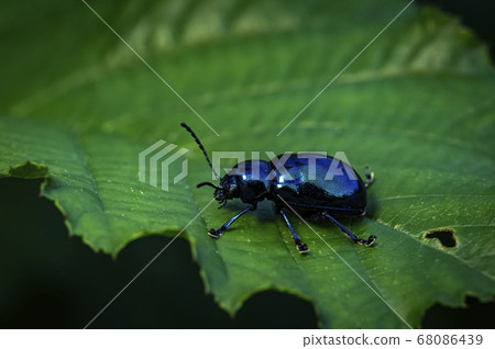 Insects of Korea 68086439