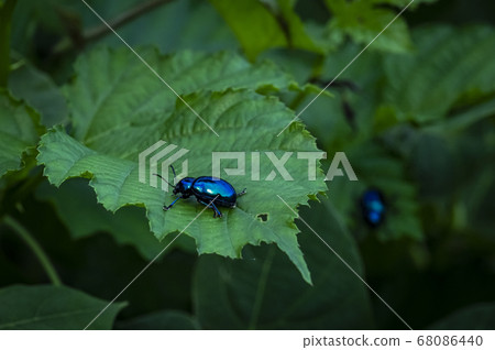 Insects of Korea Insects of Korea 68086440