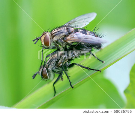 肉蠅交配 肉蠅交配 68086796