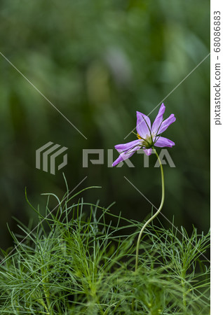 Korean wildflowers Korean wildflowers 68086883