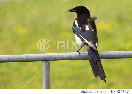 Eurasian magpie or common magpie (Pica pica) 68087217