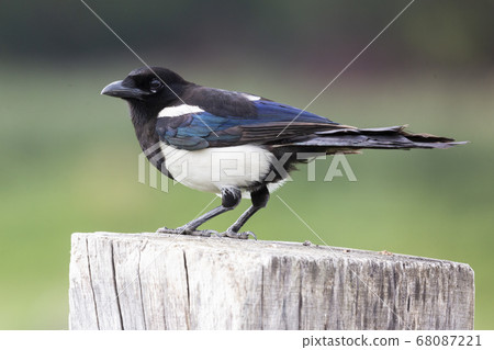Juvenile Eurasian magpie or common magpie (Pica Juvenile Eurasian magpie or common magpie (Pica 68087221