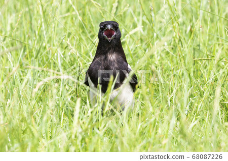 Juvenile Eurasian magpie or common magpie (Pica Juvenile Eurasian magpie or common magpie (Pica 68087226