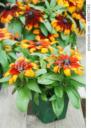 Yellow black-eyed Susans, Rudbeckia hirta, 68087261