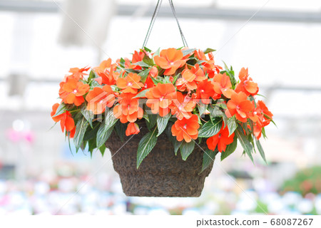 impatiens, scientific name Impatiens walleriana 68087267