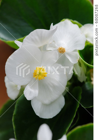 Begonias, semperflorens begonias, in the garden, 68087268