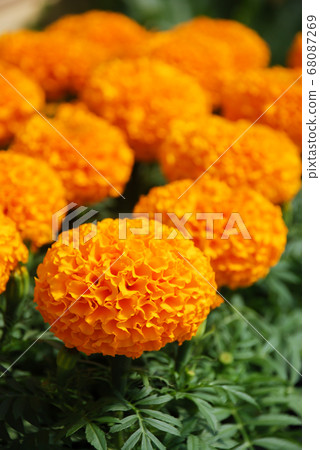 Marigolds Orange Color (Tagetes erecta, Mexican Marigolds Orange Color (Tagetes erecta, Mexican 68087269