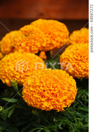 Marigolds Orange Color (Tagetes erecta, Mexican Marigolds Orange Color (Tagetes erecta, Mexican 68087272