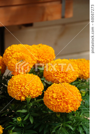 Marigolds Orange Color (Tagetes erecta, Mexican Marigolds Orange Color (Tagetes erecta, Mexican 68087273
